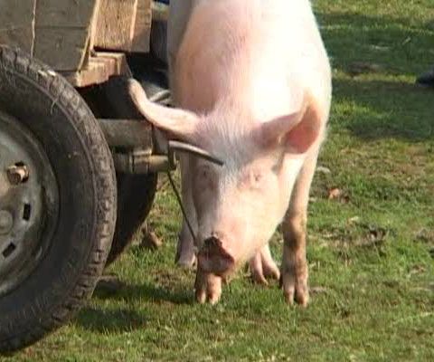 Polițiștii au aplicat sancțiuni în valoare de 30.000 lei în piața din Verești