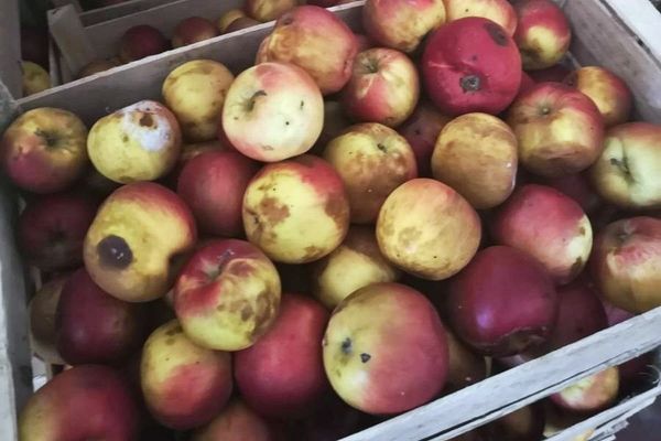 Inspectorii DSVSA au confiscat un sfert de tonă de mere stricate de la o şcoală din Suceava