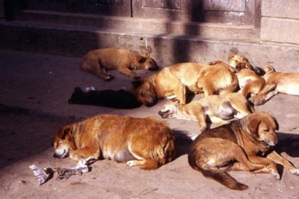 Femeie crezută decedată, găsită în casă cu 17 câini