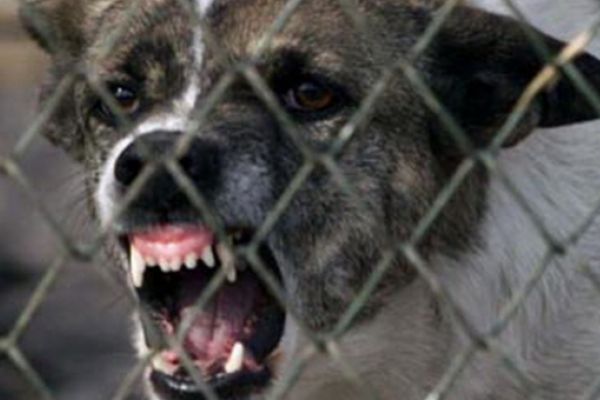 O fetiță de 11 ani a ajuns la spital după ce a fost mușcată de un câine