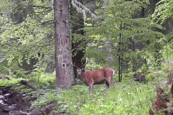 VIDEO Cerb filmat în sălbăticie, într-o pădure din Parcul Național Călimani