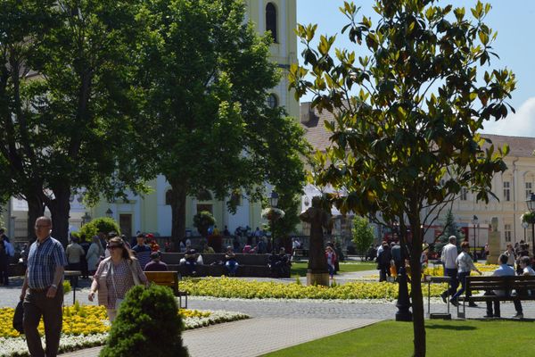 Un arbore a căzut peste un autoturism în Siret FOTO