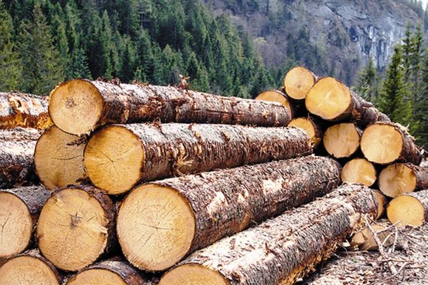 Un pădurar din Brodina a ajuns la spital după ce a fost strivit de un buștean