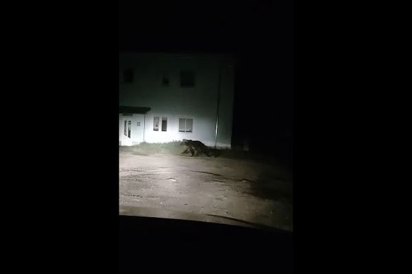 VIDEO Primele imagini cu ursoaica cu pui care a speriat locuitorii stațiunii Câmpulung Moldovenesc