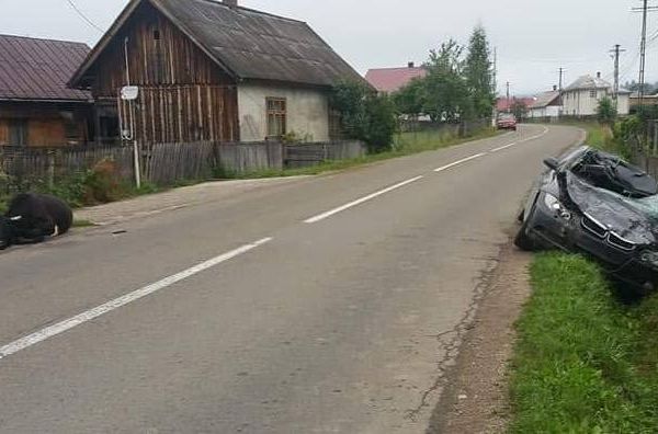 Un autoturism a ajuns într-un șanț, după ce a lovit o vacă aflată pe partea carosabilă FOTO