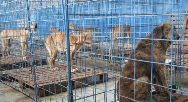 Petiție împotriva eutanasierilor din adăpostul de câini din Suceava