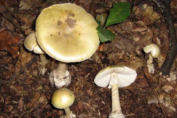 Un bărbat a ajuns la spital după ce a consumat ciuperci culese din pădure