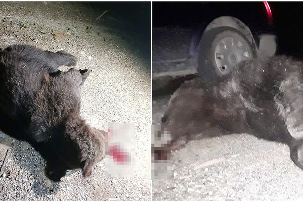 FOTO Jandarmii spun că au pierdut puiul de urs pe care l-au ciuruit cu două încărcătoare de pistol Carpați. Declarații contradictorii ale autorităților