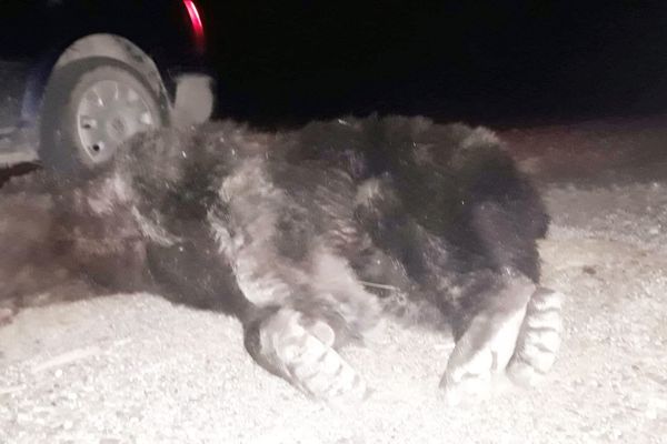 Ursul împușcat după ce a atacat un jandarm, de negăsit pentru autorități VIDEO