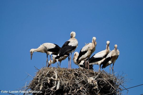 Record în România. Șapte pui de barză într-un singur cuib, la Horodnic de Sus