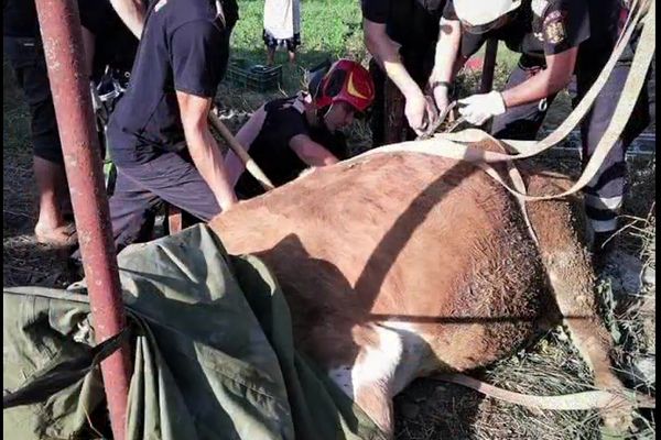 Vacă de 350 de kilograme salvată de pompieri dintr-un canal VIDEO