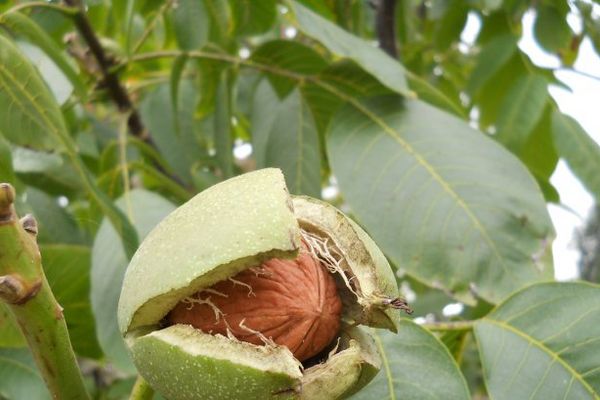 Un bărbat din Cajvana a ajuns în stare gravă la spital după ce a căzut dintr-un nuc