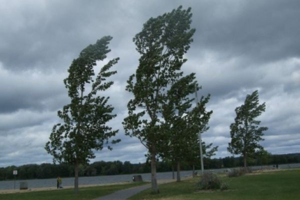 Cod galben de vânt în județul Suceava