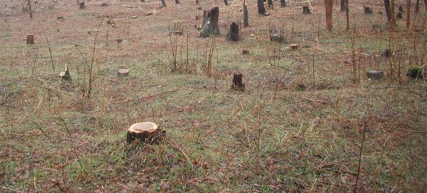 Suceava. Prejudiciu de peste 180.000 de lei din tăieri ilegale de arbori