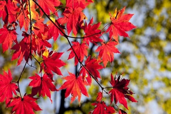 ANM a anunțat prognoza meteo până pe 24 noiembrie