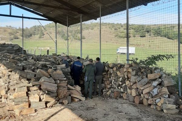 Lemn confiscat și amendă de 14.000 lei pentru o firmă din Păltinoasa