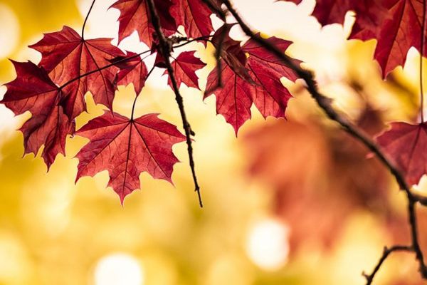 Prognoza meteo pentru perioada 4 noiembrie – 2 decembrie