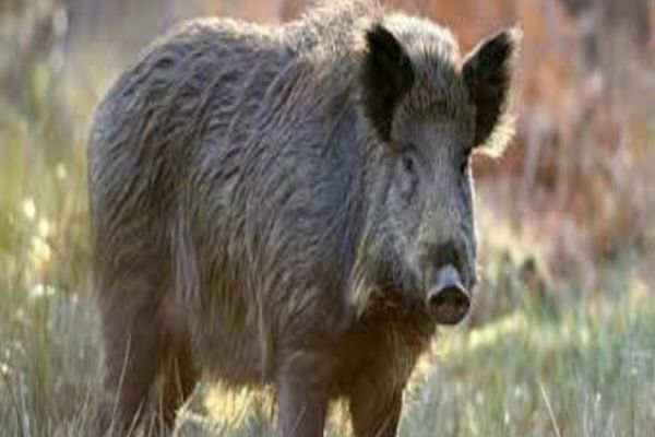 Caz șocant la Iași. Un tânăr a fost muşcat de picior de un porc mistreţ