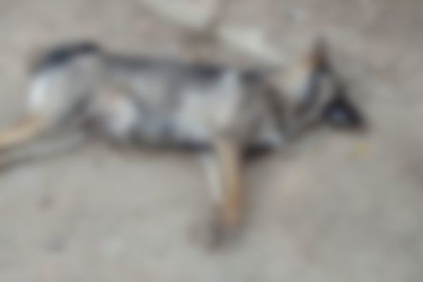 Animale otrăvite în orașul Siret FOTO