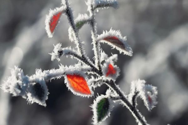 Prognoza meteo pe următoarele două săptămâni