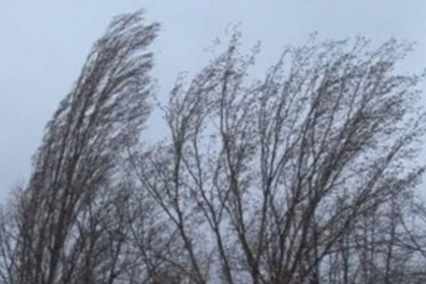 Cod galben de vânt în zona de munte a județului Suceava