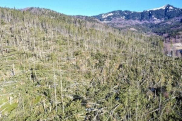 Aproape 100.000 de hectare de păduri, afectate de fenomene meteo extreme