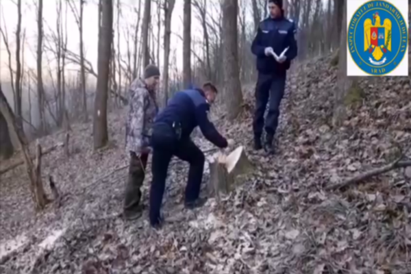 Un bărbat s-a ales cu dosar penal după ce a tăiat ilegal 48 de arbori