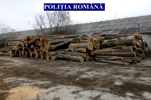 Material lemnos în valoare de 1,2 de milioane lei confiscat de polițiști de la o firmă din Câmpulung Moldovenesc