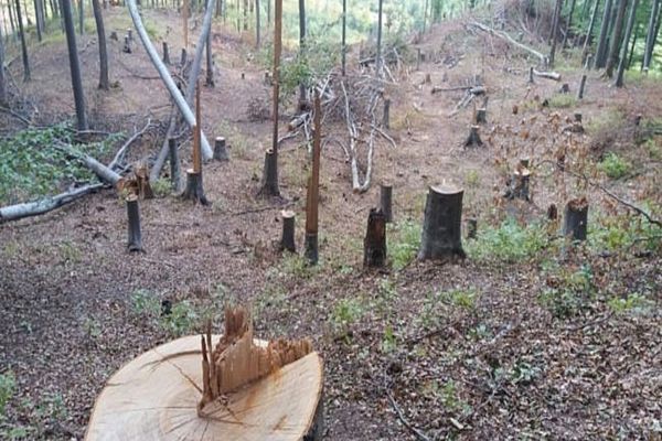 Pădurar din Moldovița, bătut de colegii săi supărați că fiul acestuia ar fi denunțat tăierile ilegale de lemne