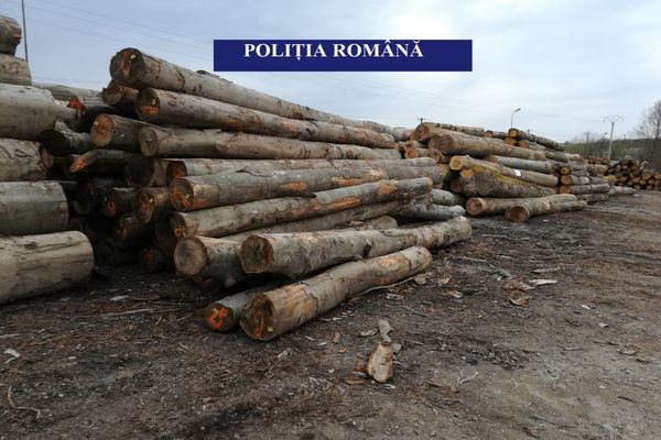 Material lemnos confiscat și amenzi în valoare de 55.000 lei pentru două firme din Stulpicani