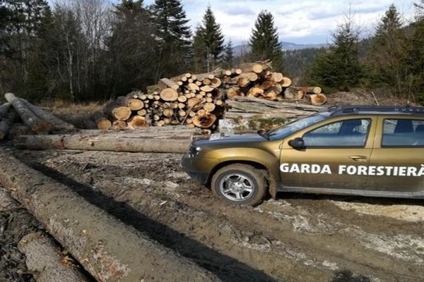În două săptămâni, Garda Forestieră Suceava a aplicat sancțiuni contravenționale în valoare de 160.000 lei FOTO