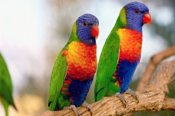 Un sucevean s-a întors din Italia cu 30 de papagali și un câine