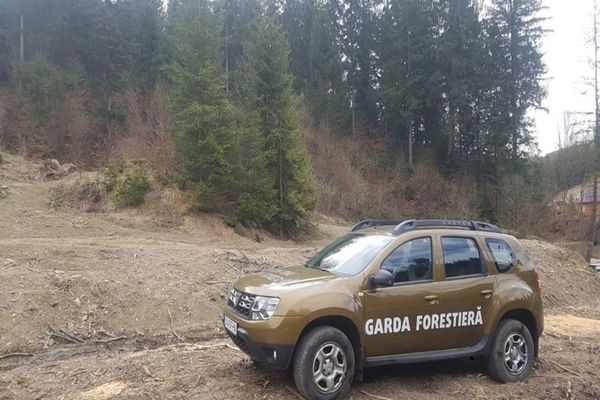 Garda Forestieră Suceava a descoperit tăieri ilegale de arbori în valoare de 90.000 de lei
