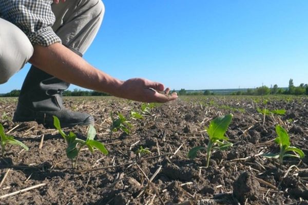 Aproape un milion de hectare de culturi afectate de secetă în România