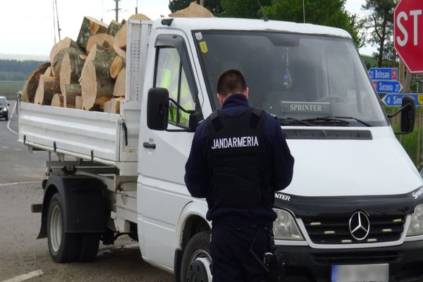 Transporturi ilegale de lemn depistate de jandarmii suceveni FOTO