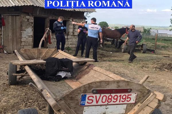 Doi suceveni s-au ales cu dosare penale după ce și-au bătut cu sălbăticie caii FOTO