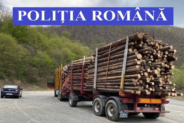 Amplă acțiune în județul Suceava pentru combaterea tăierilor ilegale de arbori