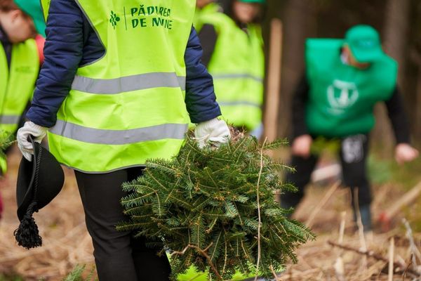 Programul de reîmpădurire Pădurea de Mâine încheie o nouă etapă