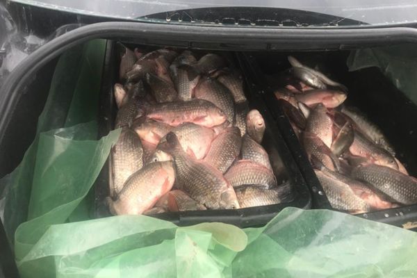 Prins cu autoturismul plin cu pește, cercetat de polițiști