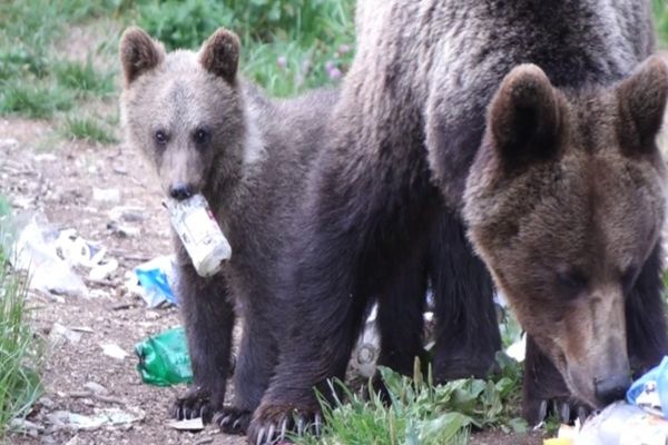 Urșii s-au înmulțit exagerat de mult în județ, iar în habitat rămân cei mai puternici, iar restul își coboară până găsesc hrană