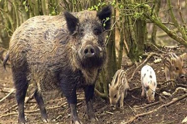 În 29 de județe din țară mai sunt focare de pestă porcină 