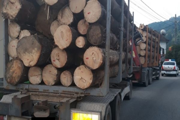 Transporturi ilegale de lemn, depistate în trafic de polițiști
