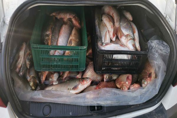 Doi suceveni au fost prinși la Tulcea cu ”peștele-n sac”