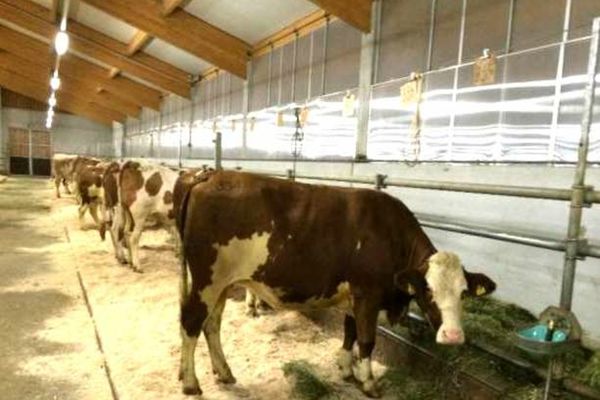 A fost majorat ajutorul de stat pentru sectorul creșterii animalelor