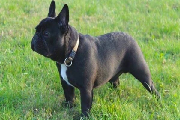 La furat câini de rasă! Un bistrițean și un sucevean, reținuți de polițiști