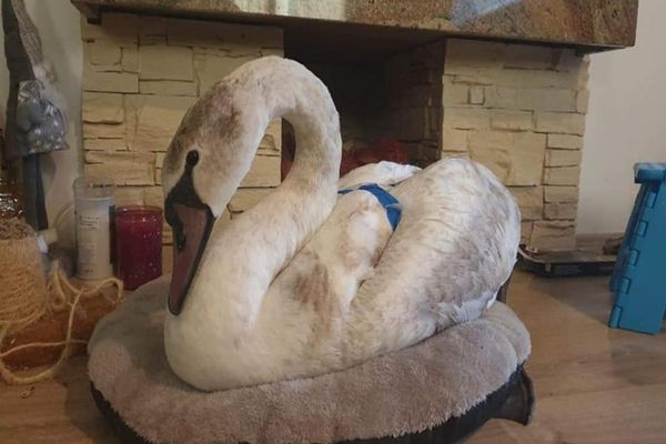 Sfârșit fericit pentru o lebădă prinsă în gheață (FOTO)