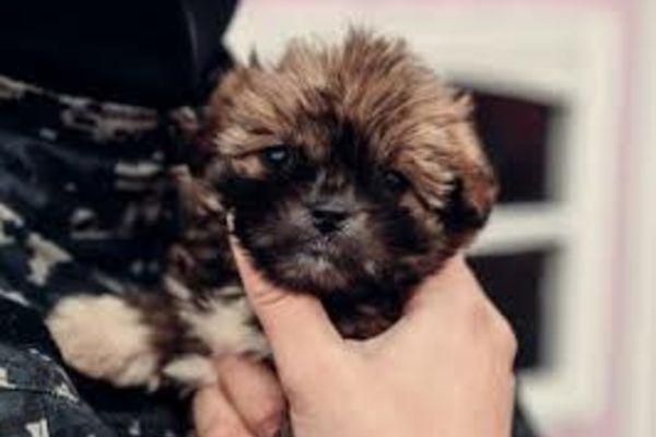 Animalele care sunt în pericol vor fi plasate în adăpost