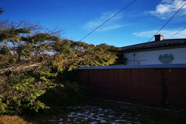 Copaci doborâți de vânt în Gura Humorului (FOTO)