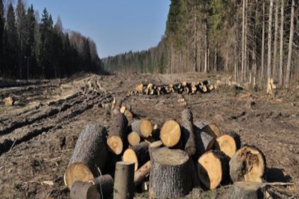 De la începutul anului 2021 au fost intensificate activitățile de prevenire și combatere a infracțiunilor silvice