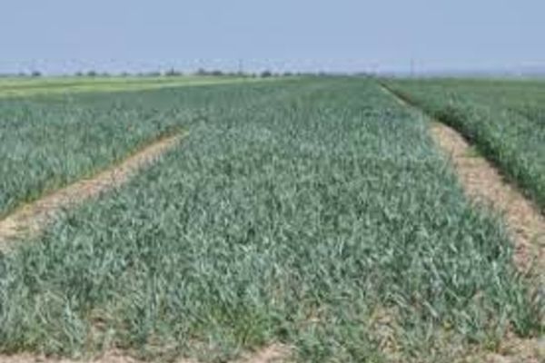 Pentru perioada de tranziție, coeficienții pe baza cărora se calculează dimensiunea economică a exploatațiilor rămân neschimbați